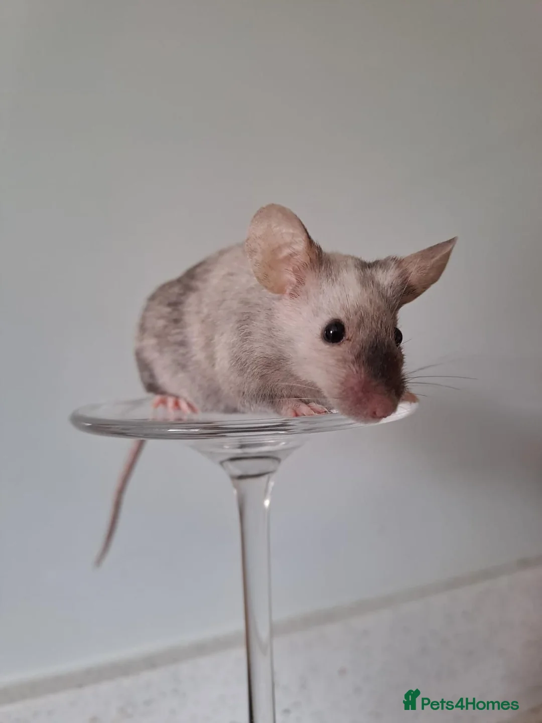 Mouse rodents for sale: Bonded female fancy mice, free to a good home  in Oxford - Advert 1