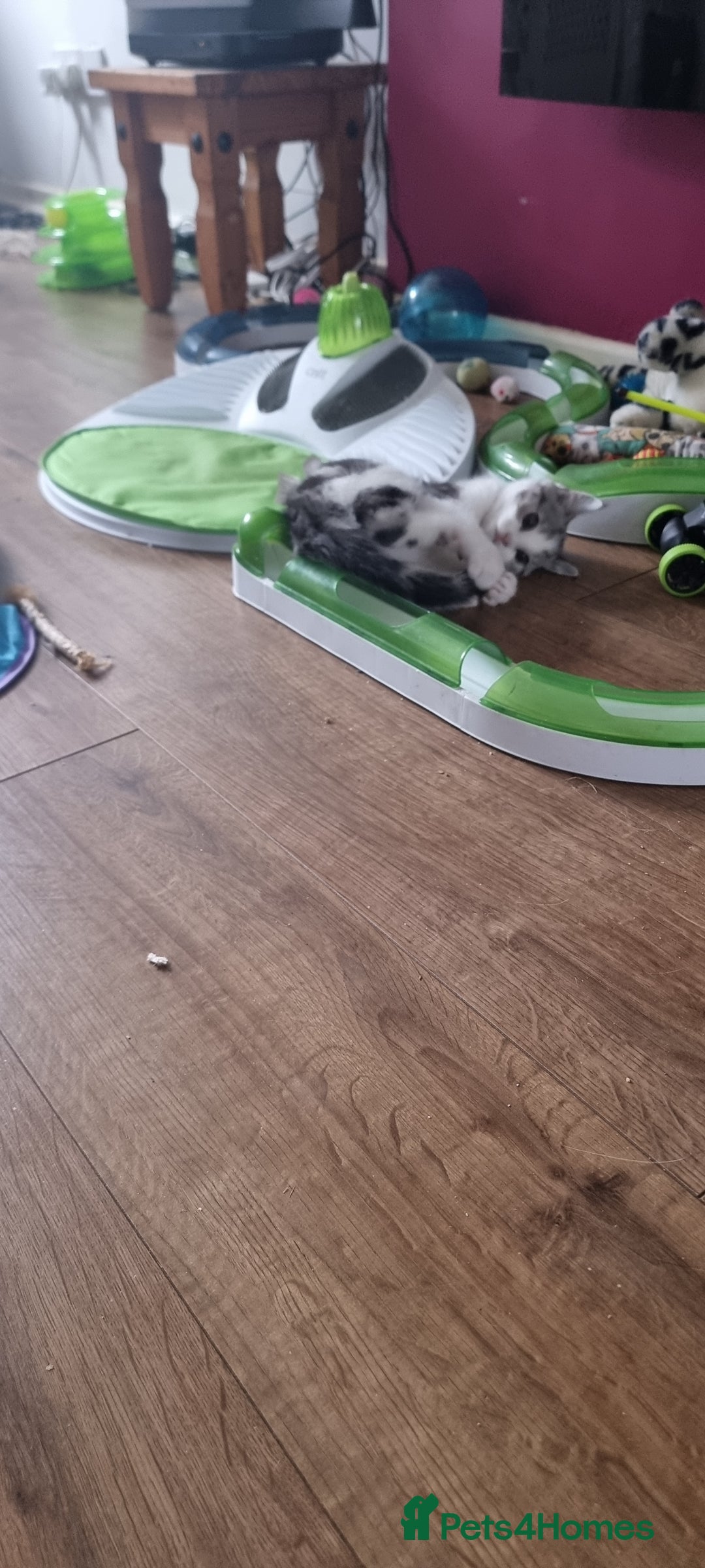 Mixed Breed cats for sale: A loveable Persian kitten - Advert 20