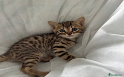 Bengal cats for sale: Gorgeous Bengal Babies - Image 2