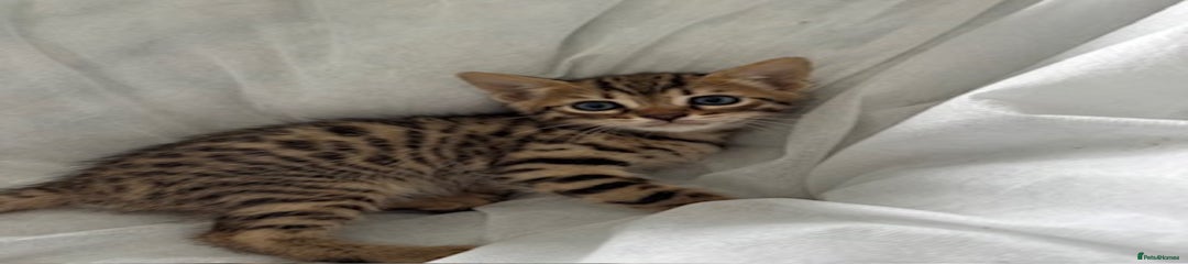 Bengal Kitten 2