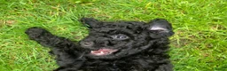 Miniature Poodle dogs for sale: Miniature Poodles in Northolt - Advert 8