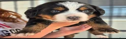 Bernese Mountain Dog dogs for sale: Well Trained Home  Bernese Mountain Pups  in Reading - Advert 2