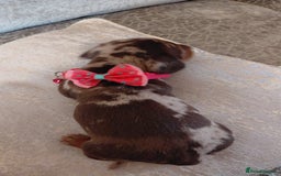 Miniature Dachshund dogs for sale: Ready now beautiful miniature dachshund pups - Image 19