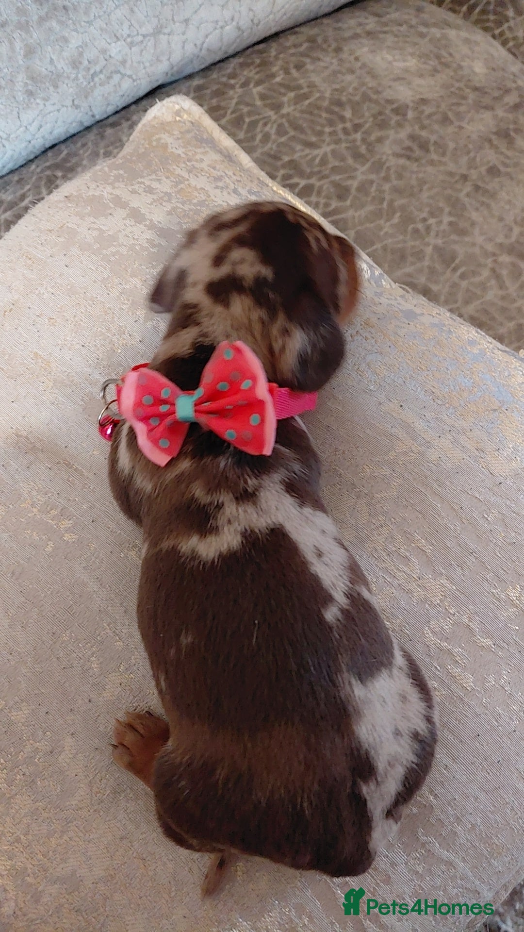 Miniature Dachshund dogs for sale: Ready now beautiful miniature dachshund pups - Image 19