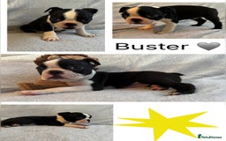 Boston Terrier dogs for sale: Beautiful Boston Terrier Puppies  - Image 4