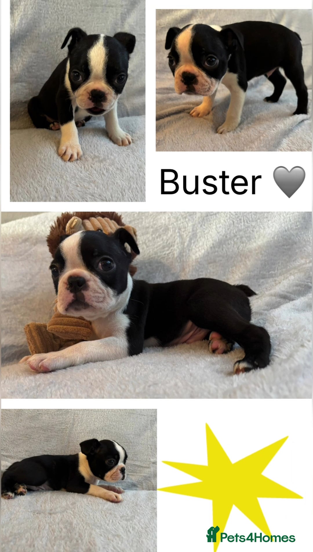 Boston Terrier dogs for sale: Beautiful Boston Terrier Puppies  - Image 4