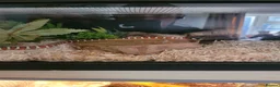 King Snake reptiles for sale: Arizona mountain kingsnake  in Petersfield - Advert 2