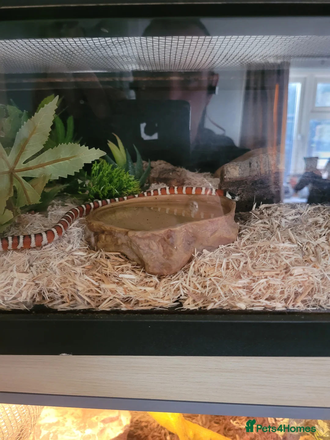 King Snake reptiles for sale: Arizona mountain kingsnake  in Petersfield - Advert 2
