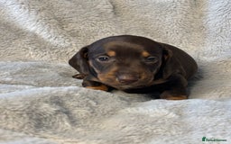 Miniature Dachshund dogs for sale: Miniature Smooth Dachshund Puppies - Image 2