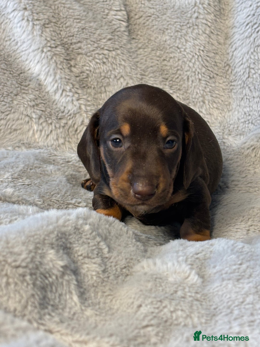 Miniature Dachshund dogs for sale: Miniature Smooth Dachshund Puppies - Image 2