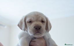 Labrador Retriever dogs for sale: Adorable Labrador Retriever Puppies  🐶💛 - Image 23