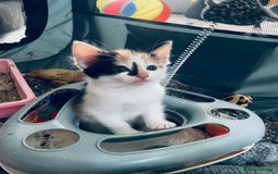 Mixed Breed cats for sale: Fluffy ginger & short fur calico 🐱🤩 - Image 17