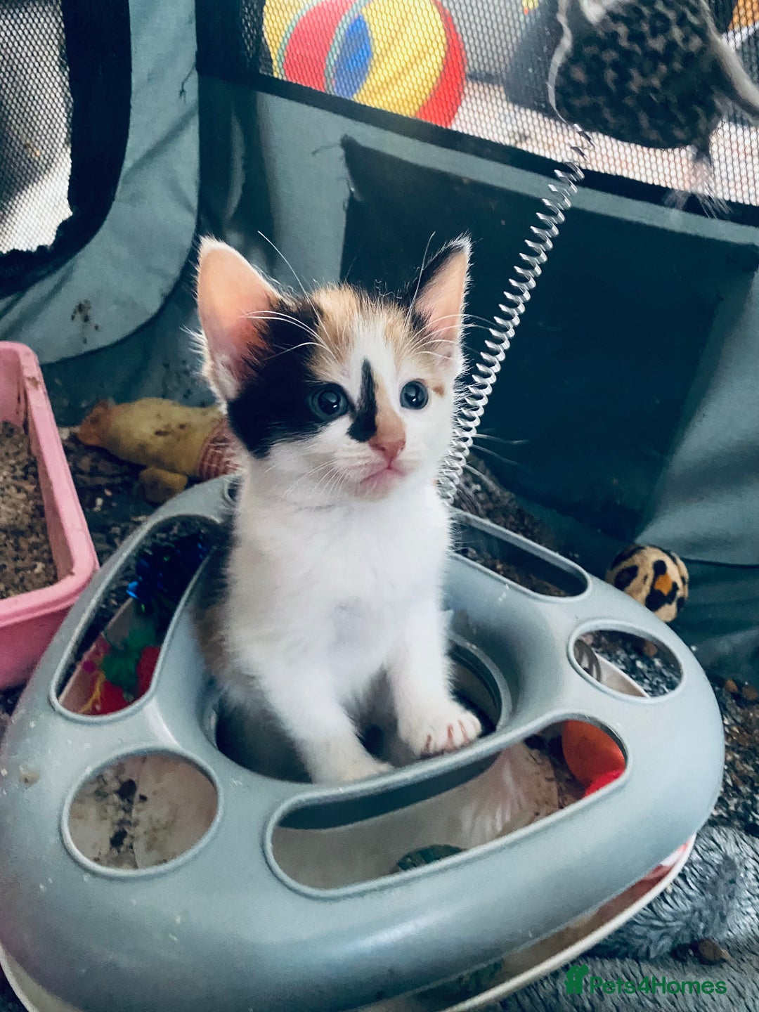 Mixed Breed cats for sale: Fluffy ginger & short fur calico 🐱🤩 - Image 17