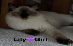 British Shorthair cats for sale: 2 lovely British short hair kitten girls - Image 13