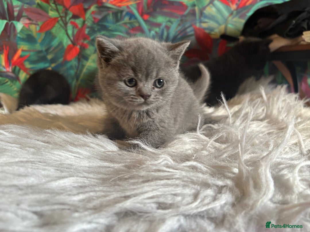 British Shorthair cats for sale: Fluffy BSHs! Grey and black! - Image 2