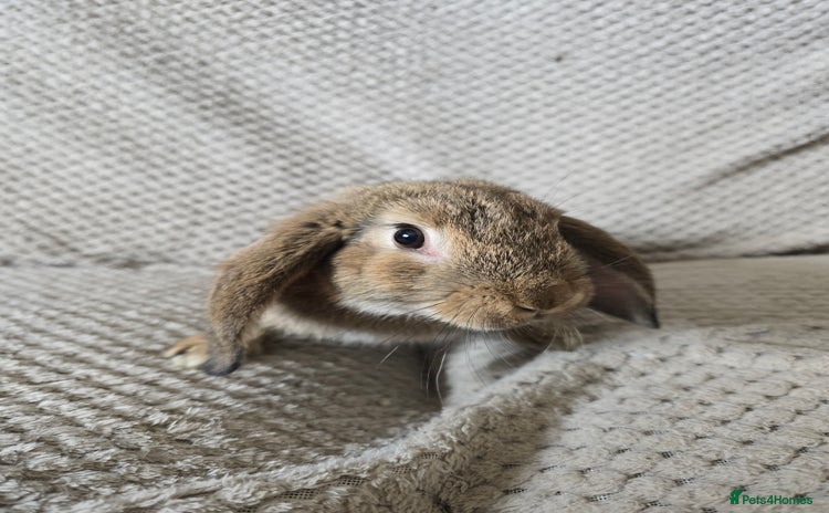 Mixed Breed rabbits - Advert 15