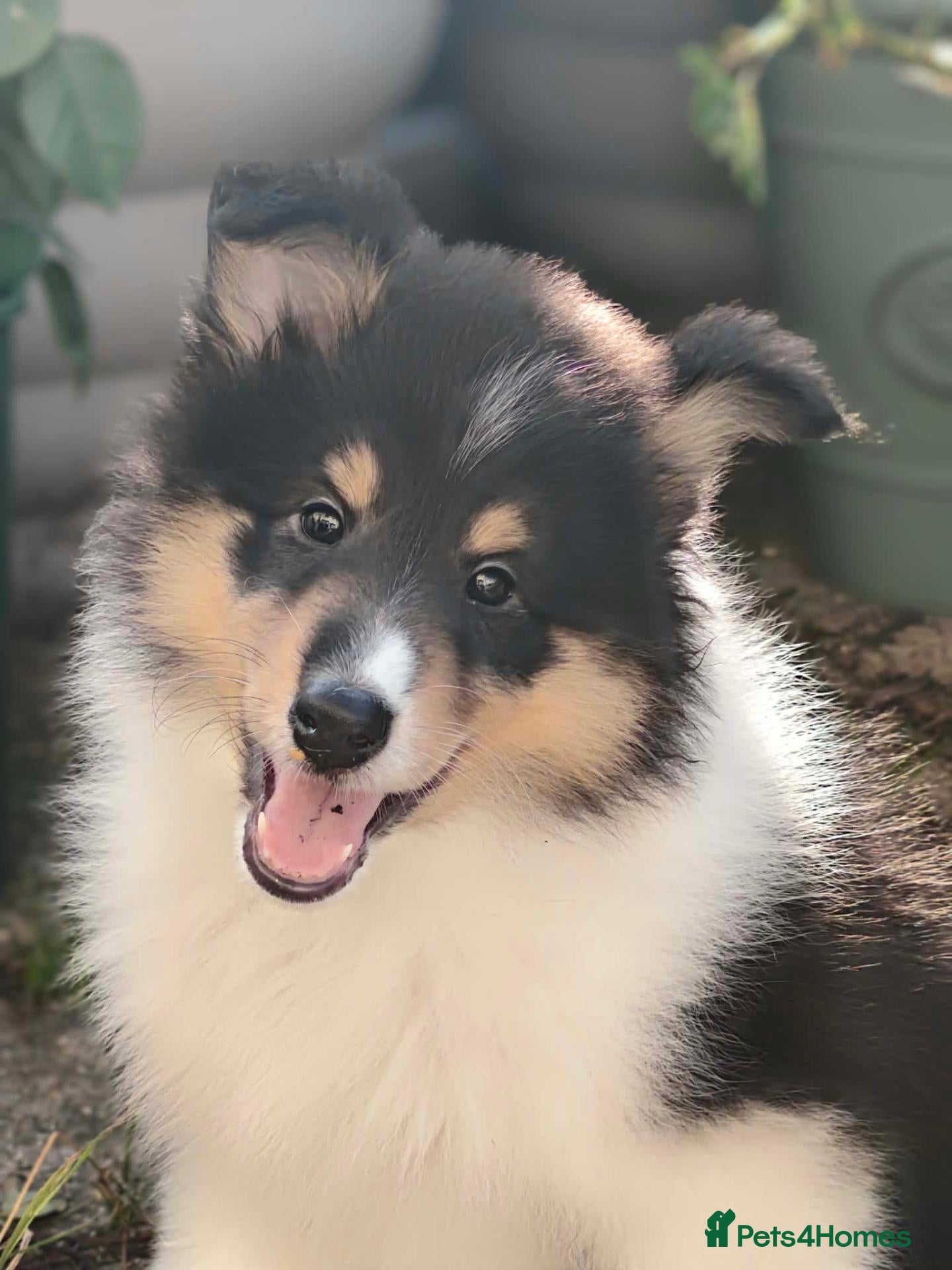 Rough Collie dogs Rough Collie Puppies-Health Tested Blue Merle Tri - Advert 4