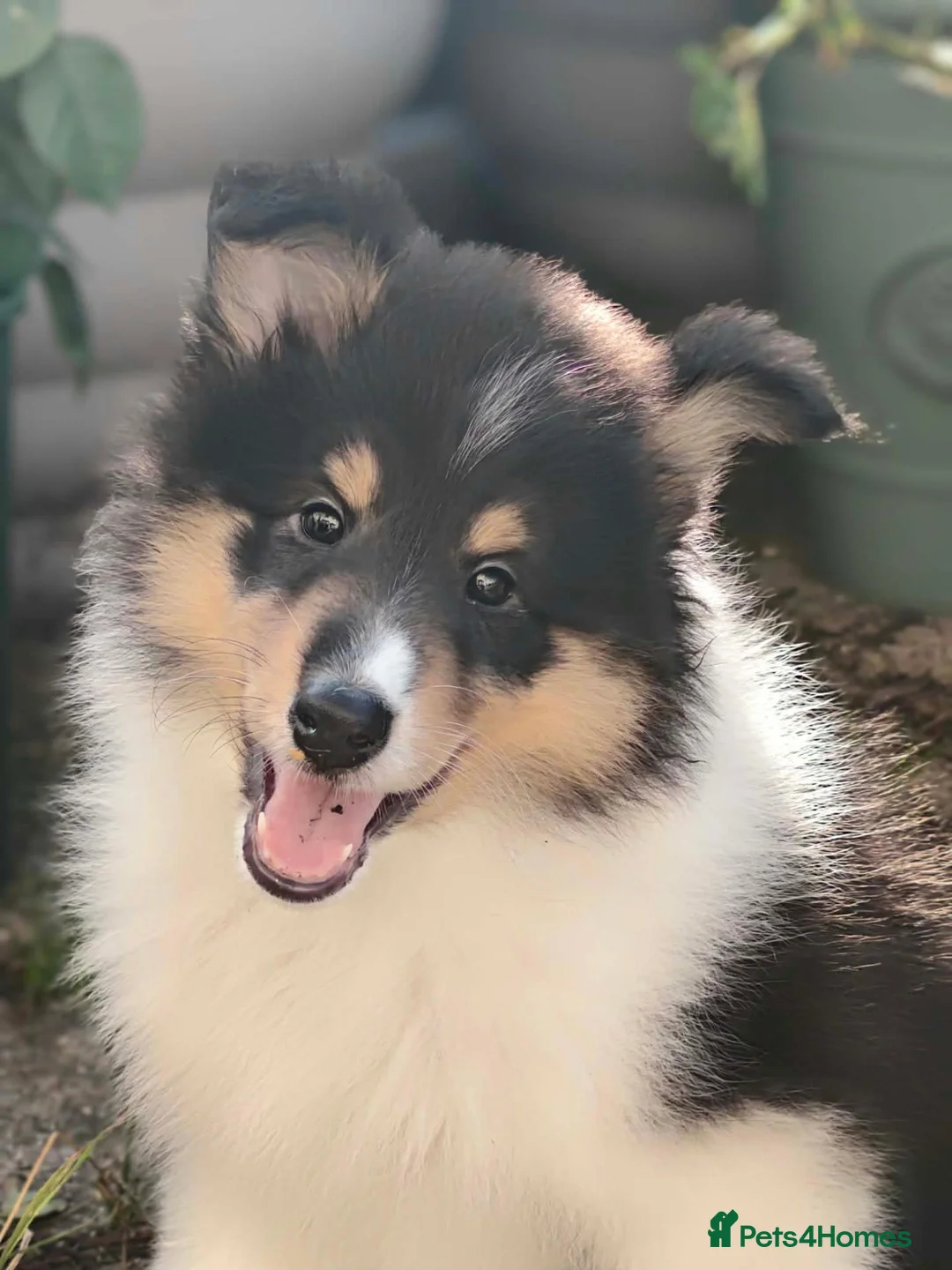Rough Collie dogs for sale: Rough Collie Puppies-Health Tested Blue Merle Tri - Advert 1