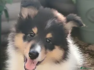 Rough Collie dogs Rough Collie Puppies-Health Tested Blue Merle Tri - Advert 1
