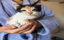Maine Coon cats for sale: Maine Coon Mix Kittens - Image 7