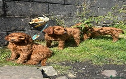 Irish Doodle dogs for sale: Irish doodles - Image 34