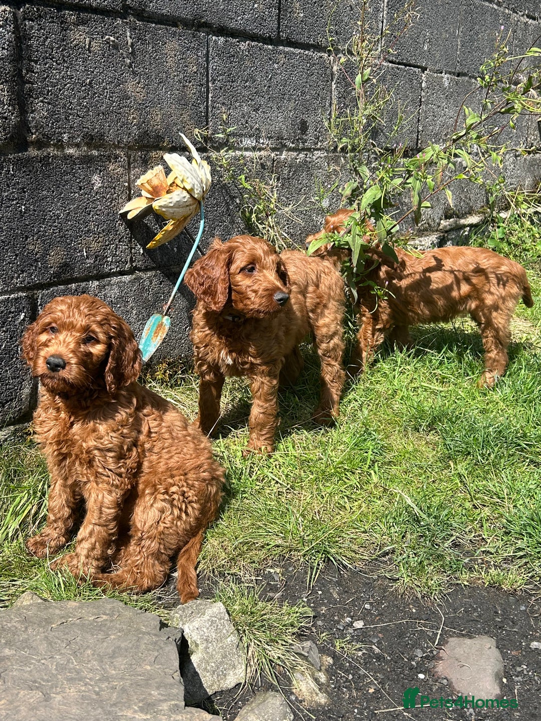 Irish Doodle dogs for sale: Irish doodles - Image 34
