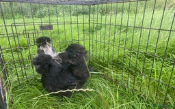 Chickens poultry for sale: Pair of breeding silkies - Image 11