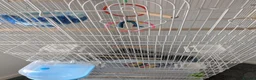 Mixed Breed birds for sale: Bird cage for sale. XXL BRAND NEW accessories Inc. in Dartford - Advert 4