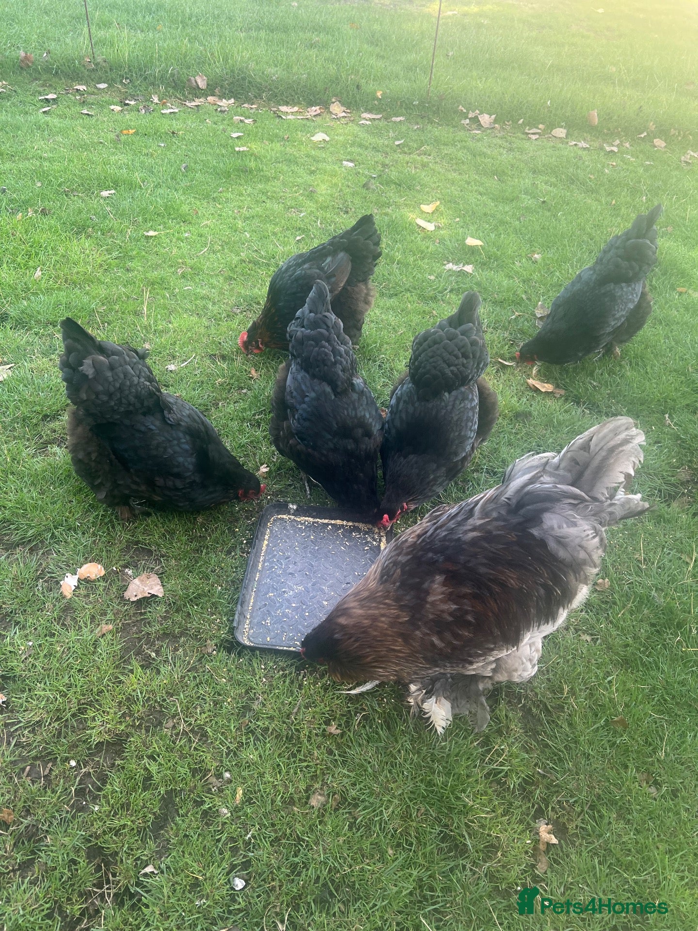 Chickens poultry Brahma hens  - Advert 24