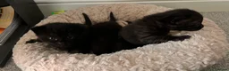 British Shorthair cats for sale: Male kittens  - Advert 3