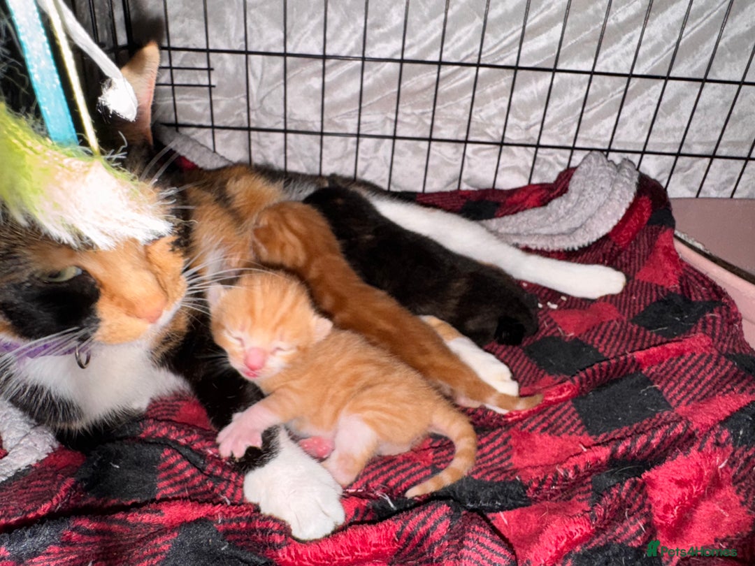 Brazilian Shorthair cats for sale: ***** Beautiful babies ***** - Image 1