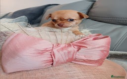Chihuahua dogs for sale: Chihuhua pups - Image 3