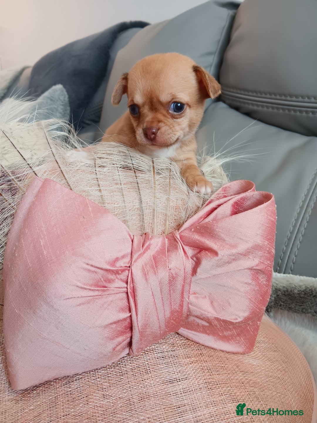 Chihuahua dogs for sale: Chihuhua pups - Image 3