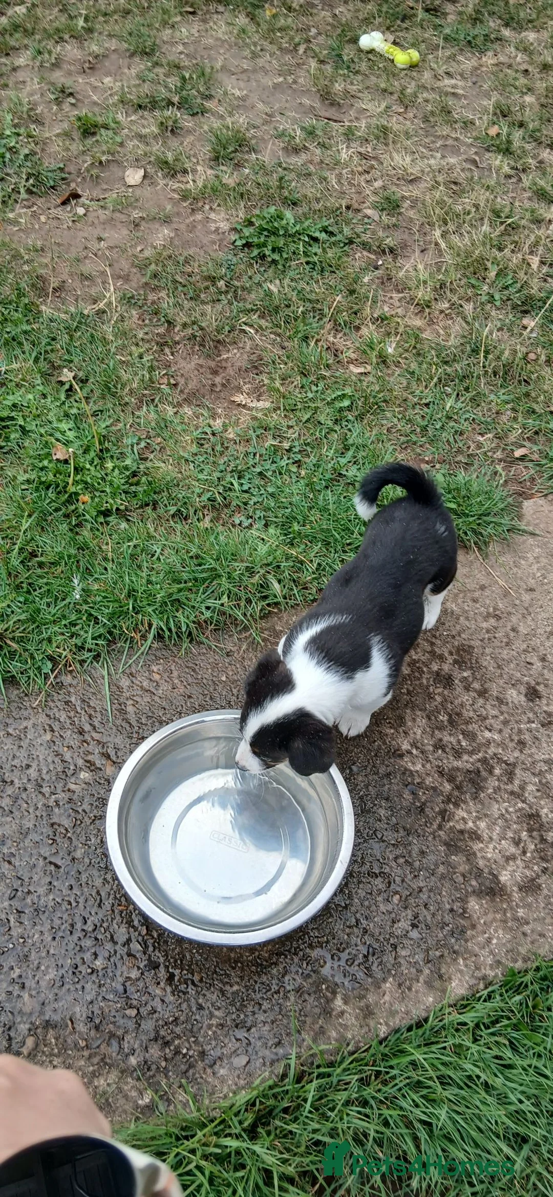 Mixed Breed dogs for sale: Cross breed pup 7 weeks old in Thirsk - Advert 2