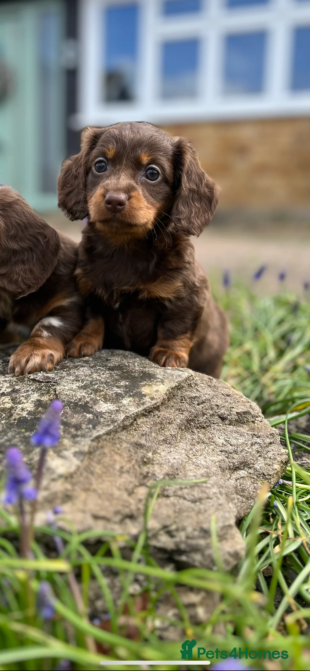 Miniature Dachshund dogs for sale: Long haired miniature dachshunds  - Advert 1