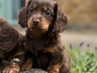 Miniature Dachshund dogs Long haired miniature dachshunds - Advert 1