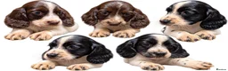Sprocker dogs for sale: Five stunning Sprocker Spaniel Puppies - Advert 3