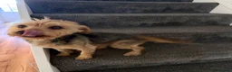 Yorkshire Terrier dogs for sale: 🌼 YORKSHIRE TERRIER GIRL FOR SALE 🌼  in Doncaster - Advert 6