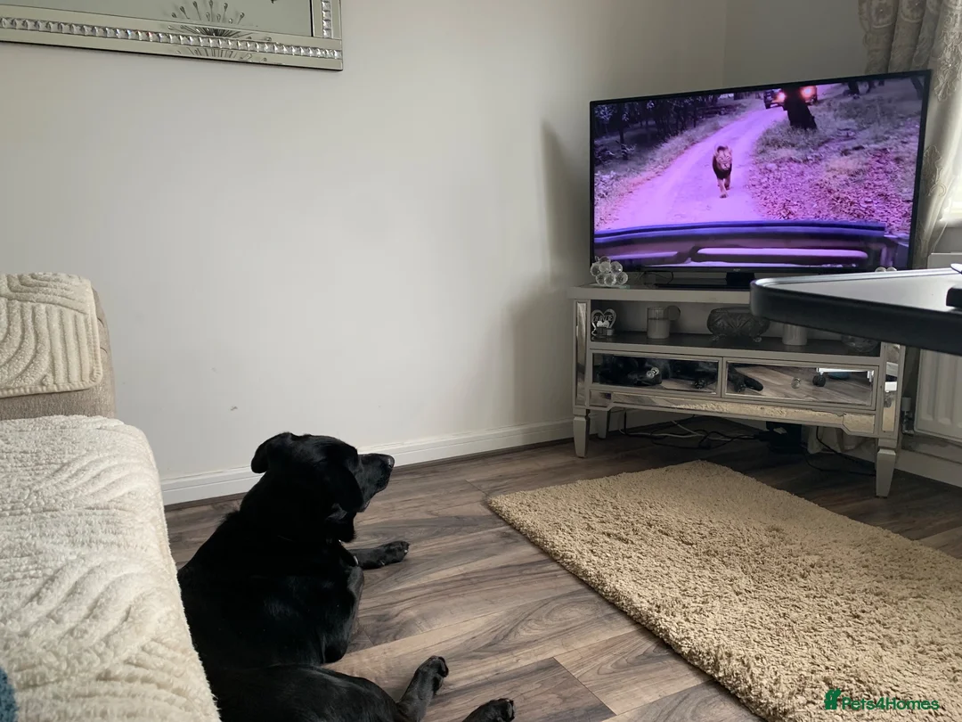 Mixed Breed dogs for sale: 3/4 German Shepherd X 1/4 Labrador  - Advert 8
