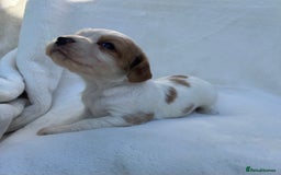 Cocker Spaniel dogs for sale: Beautiful kc registered cockerspaniel puppies  - Image 10