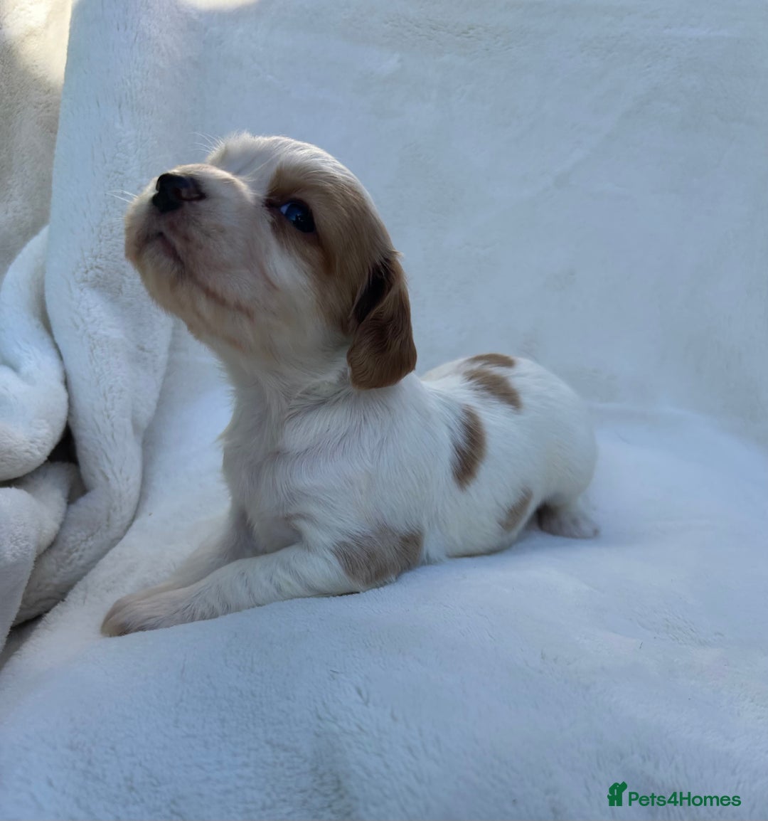 Cocker Spaniel dogs for sale: Beautiful kc registered cockerspaniel puppies  - Image 10