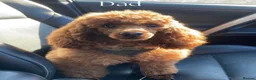 Cavapoo dogs for sale: F1 Cavapoo Puppies  in Cambridge - Advert 7