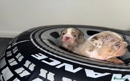 English Bulldog dogs for sale: Beautiful Lilac Tri English Bulldogs - Advert 14