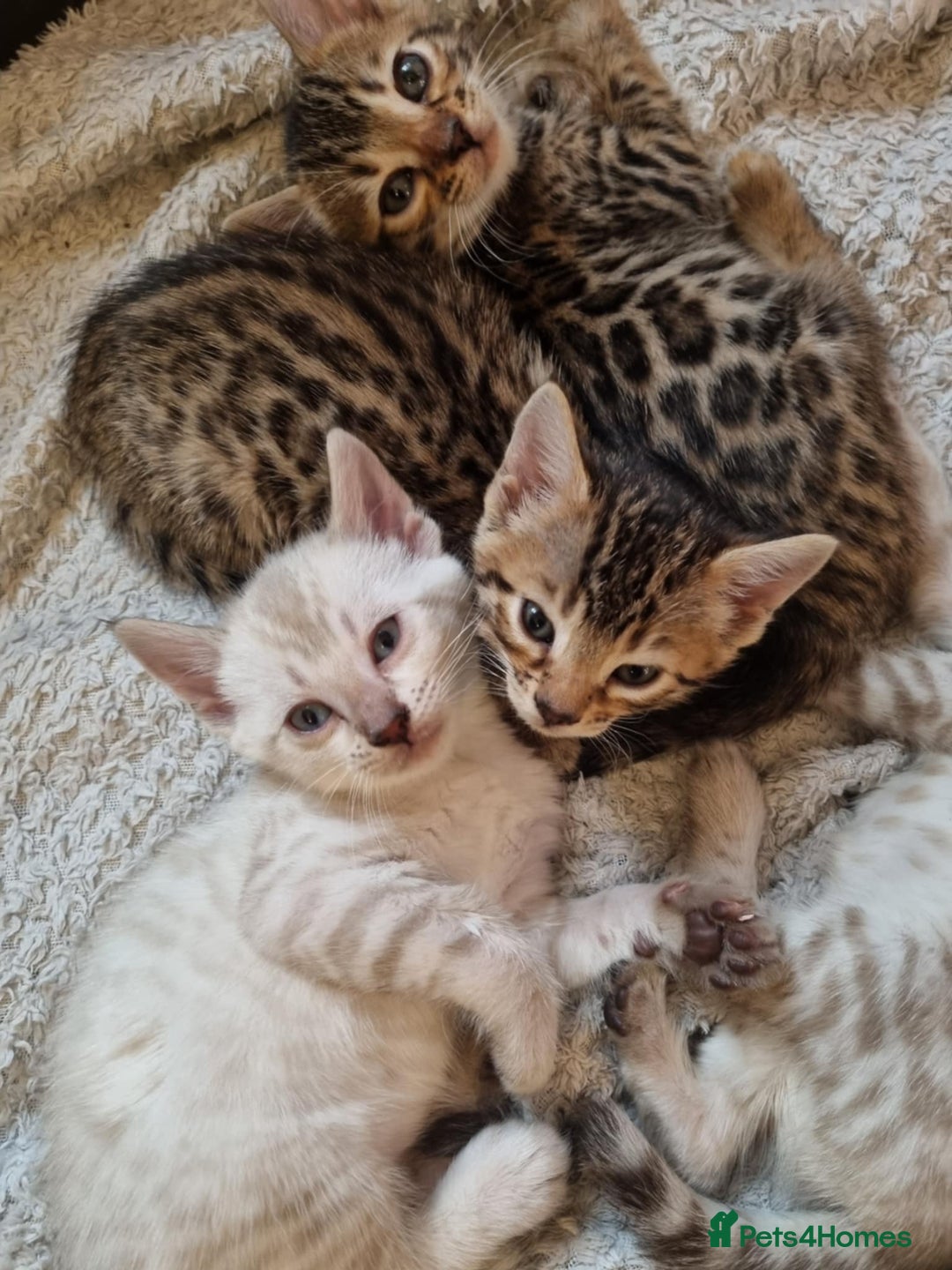 Bengal cats for sale: Pure Bengal kittens ready to reserve - Advert 4