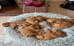 Cavalier King Charles Spaniel dogs for sale: Beautiful KC reg ruby puppies, home reared - Advert 14
