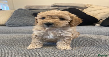 Cavapoo dogs - Advert 12