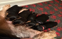 Yorkshire Terrier dogs for sale: Yorkshire terrier puppies  - Image 1