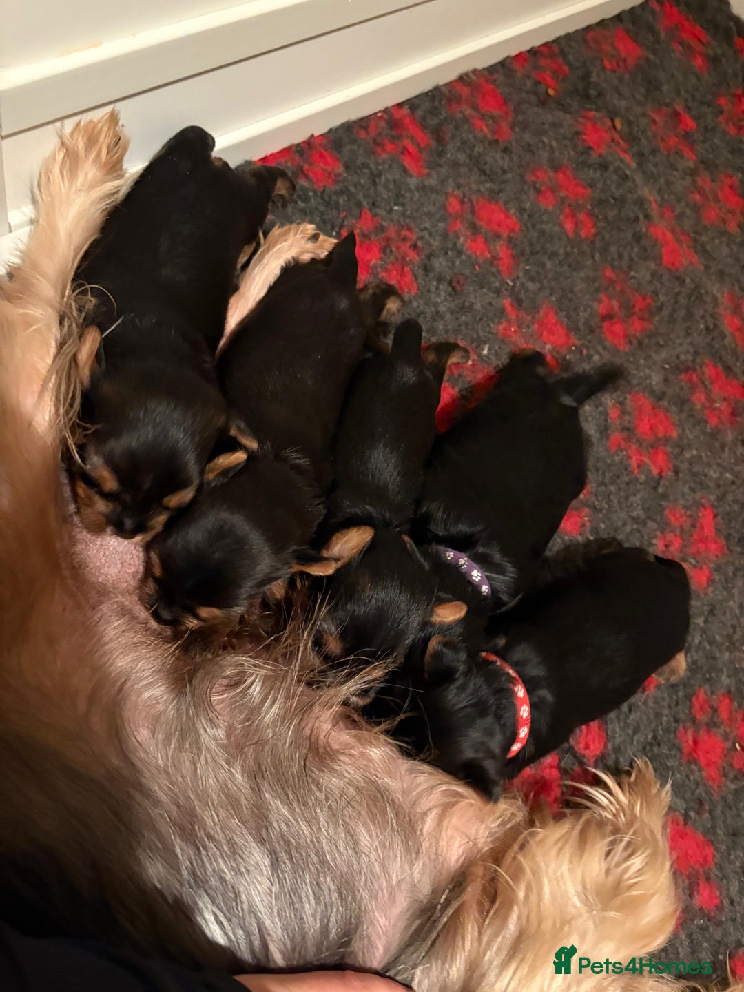 Yorkshire Terrier dogs for sale: Yorkshire terrier puppies  - Image 1