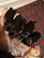 Yorkshire Terrier dogs - Advert 16