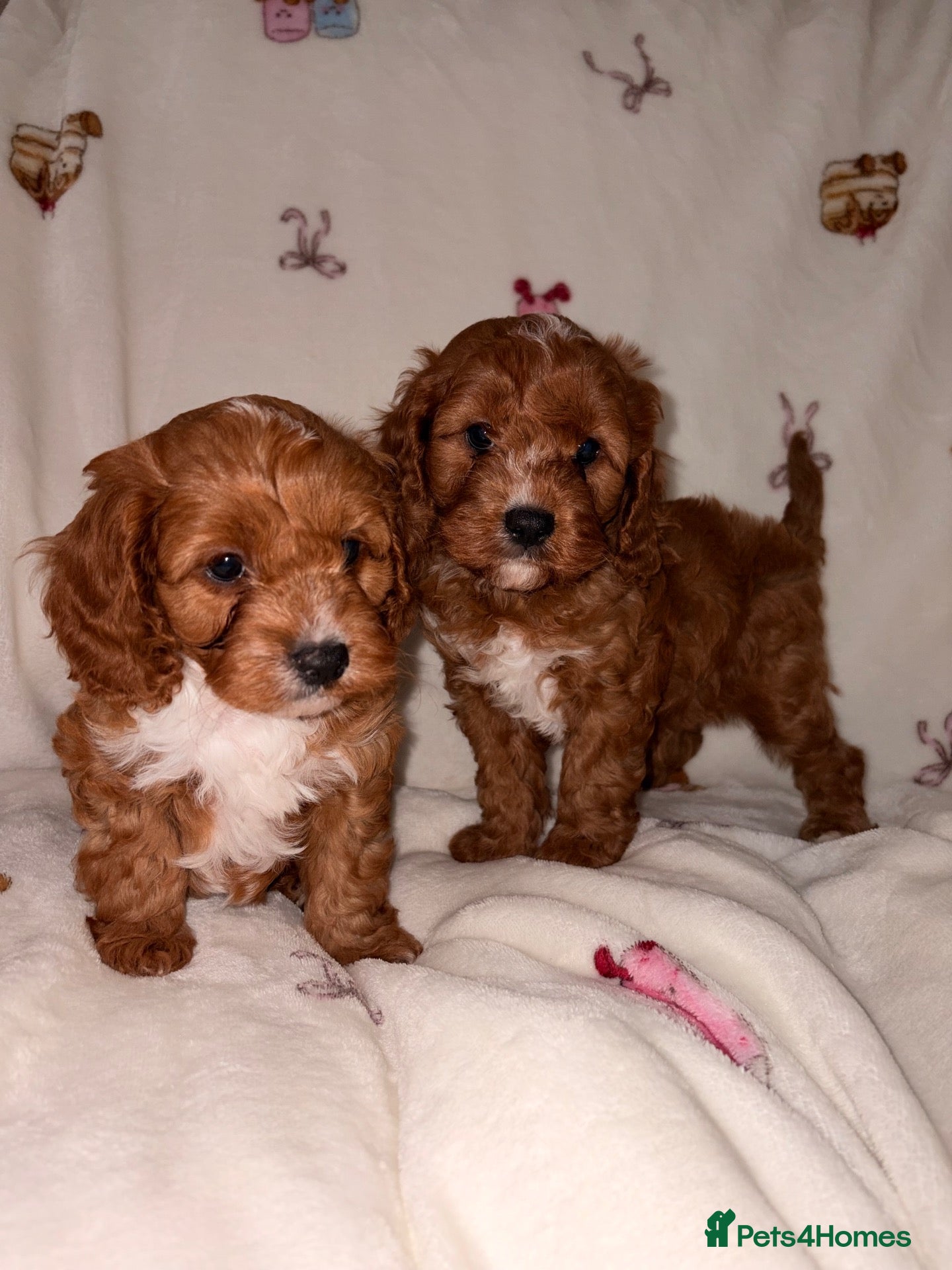 Cavapoo dogs KC Health tested DNA Deep red toy cavapoo puppy’s  - Advert 6